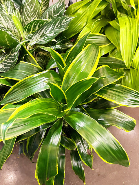 Dracaena Art Cane