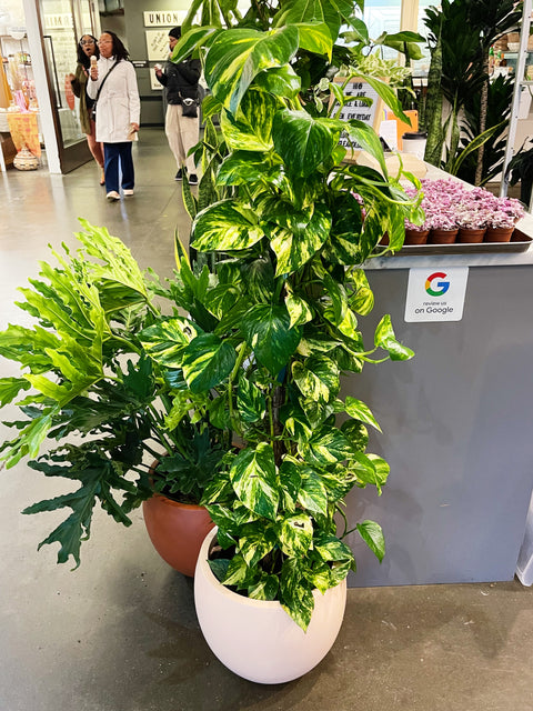 Pothos Golden