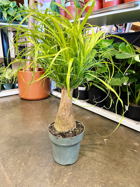 Ponytail Palm