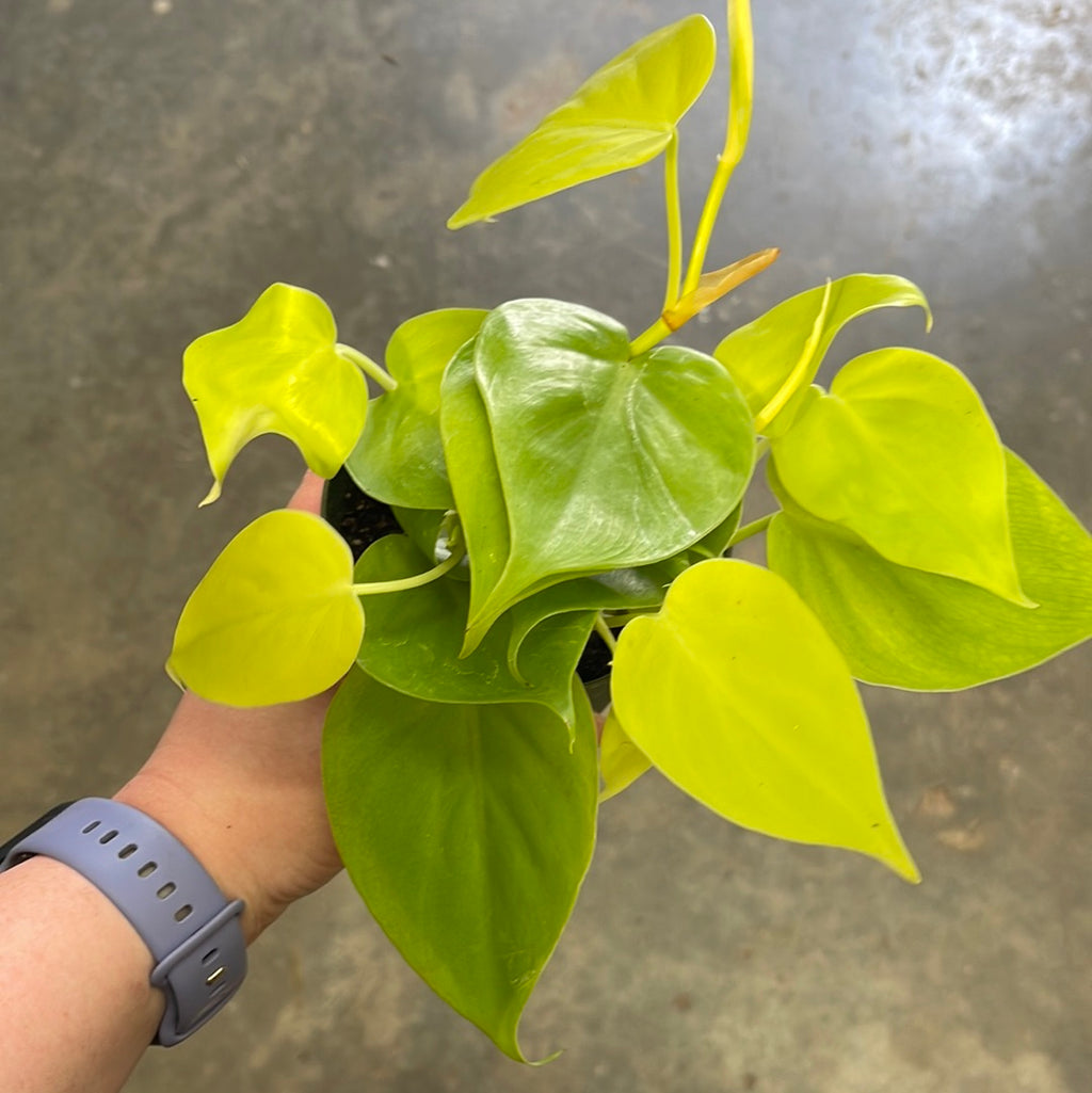 lemon line philodendron Philodendron Lemon Lime – Jungle & Loom