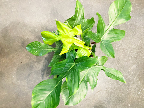 Philodendron Squamiferum