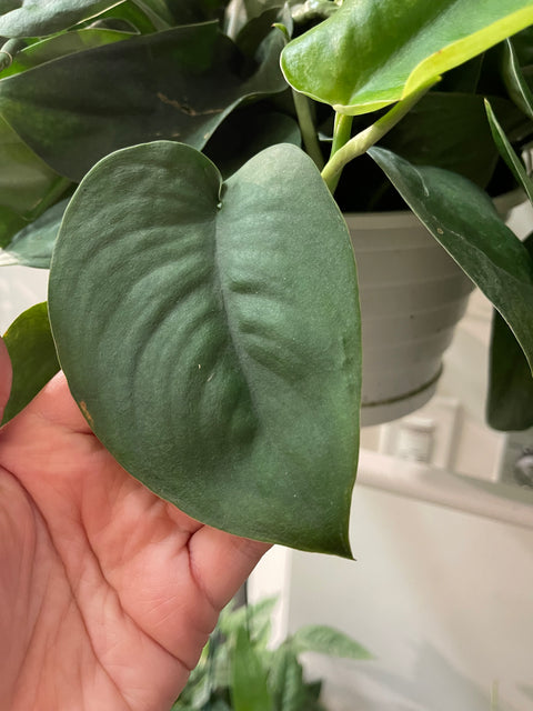 Scindapsus Green Satin