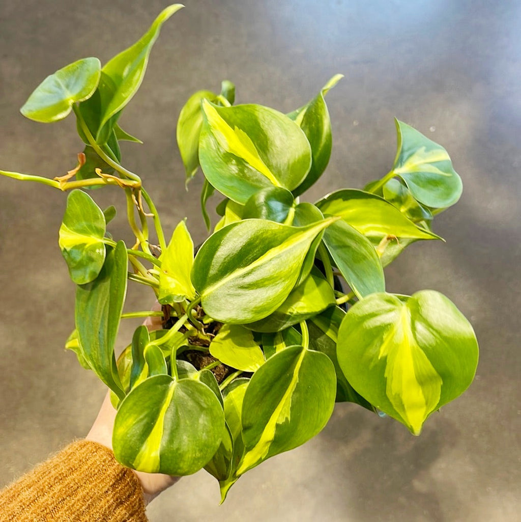 philodendron brasil vining Philodendron Brasil – Jungle & Loom