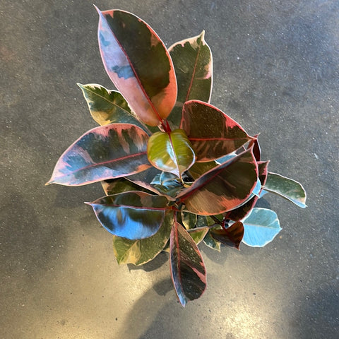 Ficus Elastica Ruby