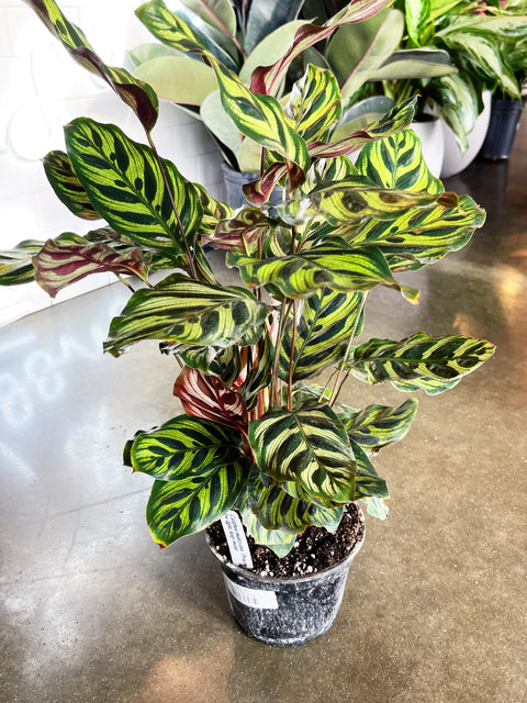 Calathea Makoyana
