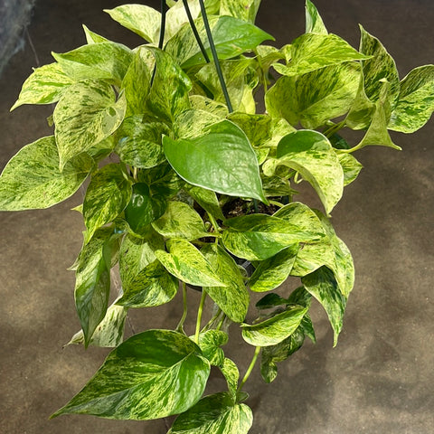 Pothos Marble Queen