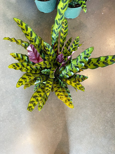 Calathea Lancifolia