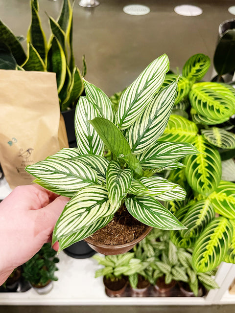 Calathea Vittata
