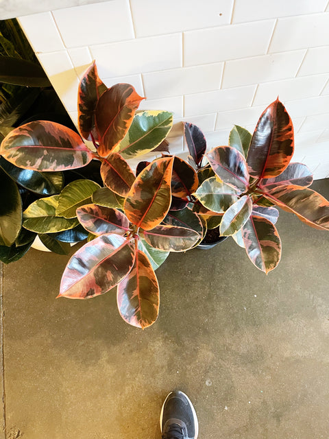 Ficus Elastica Ruby