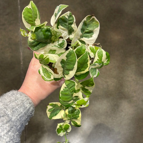 Pothos N Joy