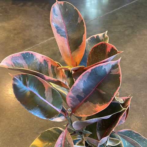 Ficus Elastica Ruby