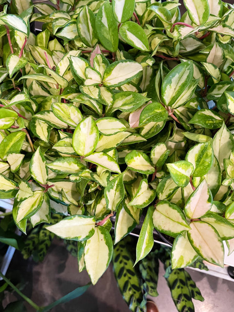 Hoya Exotica Tri Color