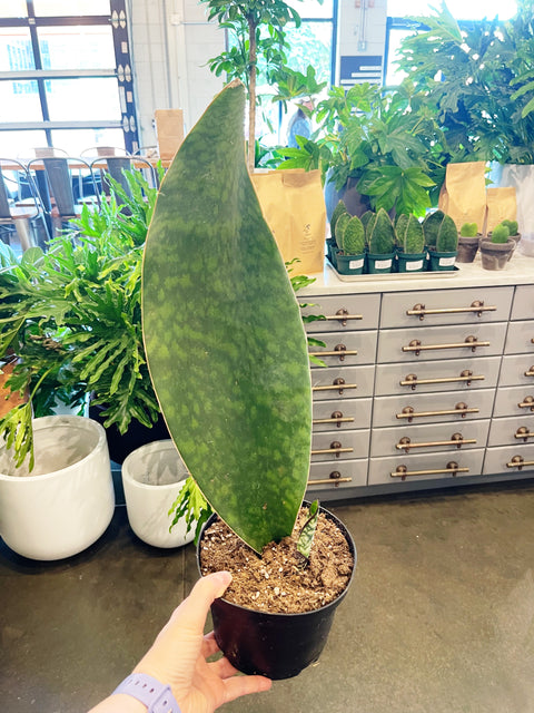 Sansevaria Victoria