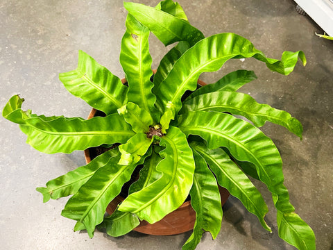 Fern Hurricane