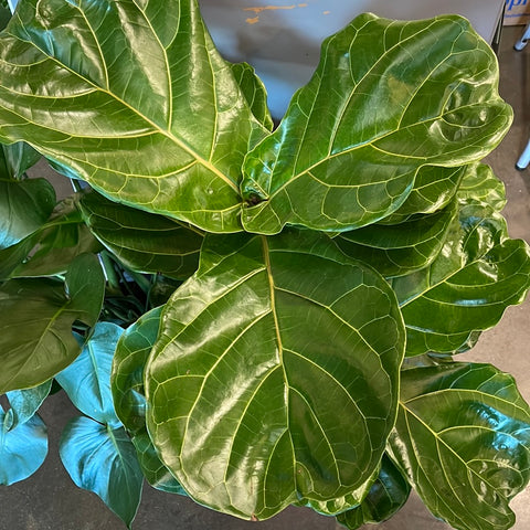 Ficus Lyrata