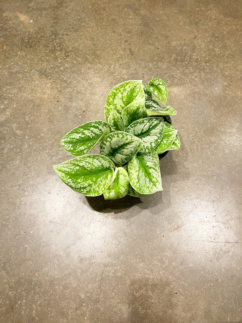 Scindapsus Exotica