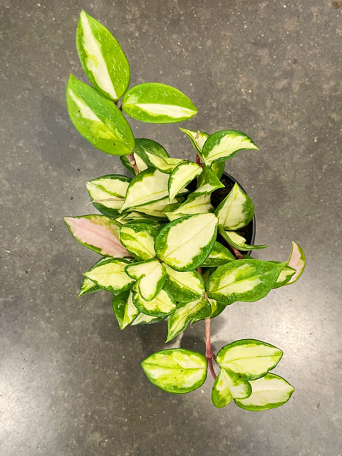 Hoya Exotica Tri Color