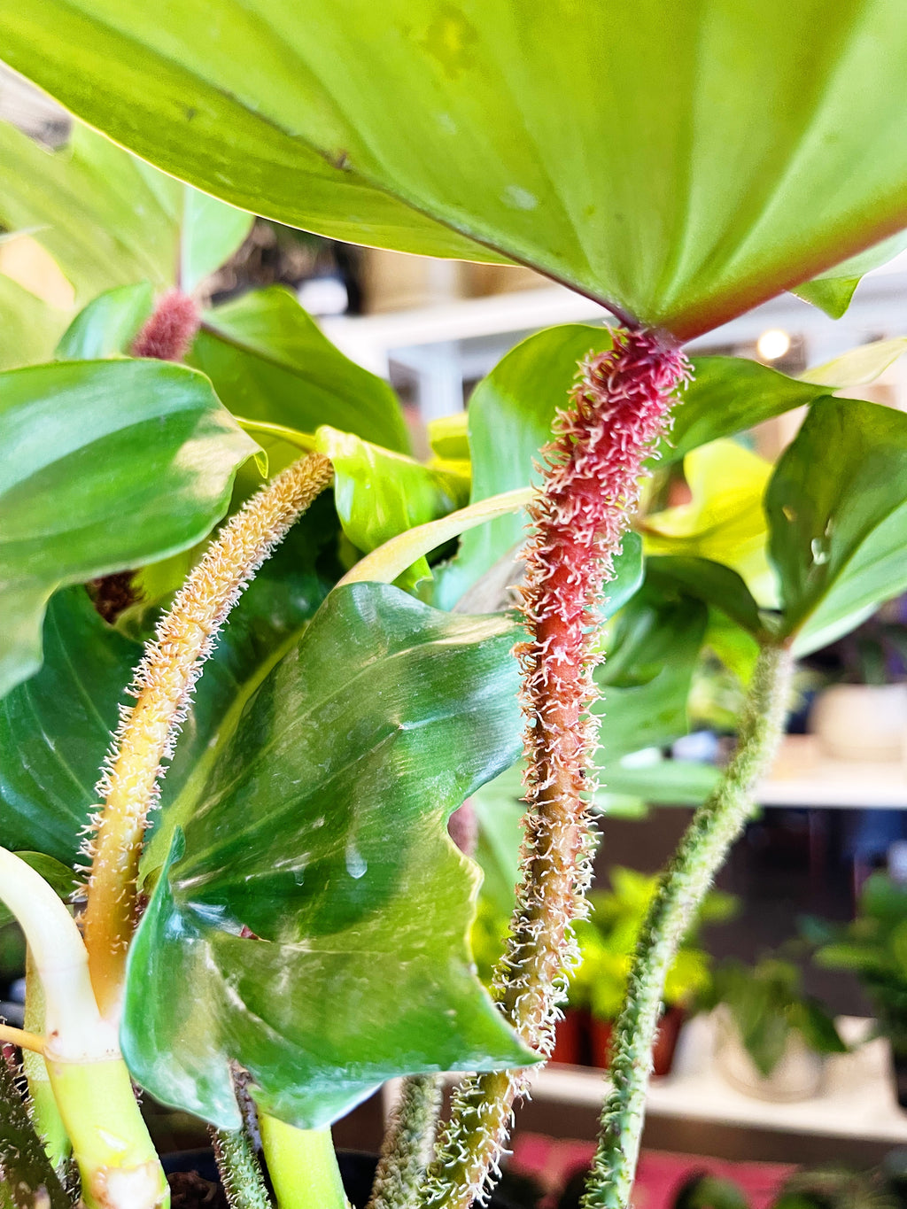 philodendron squamiferum plant Philodendron Squamiferum – Jungle & Loom