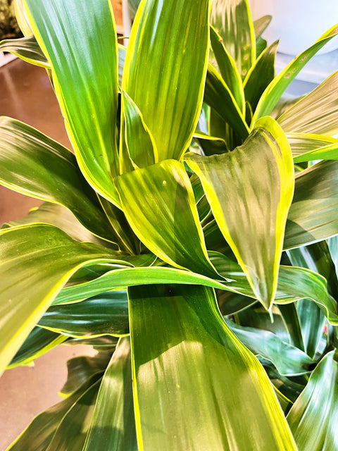 Dracaena Art Cane