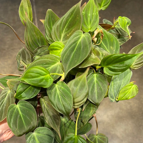 Philodendron Mican