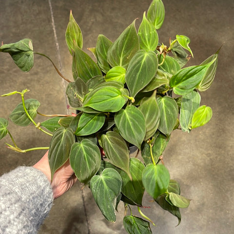 Philodendron Mican