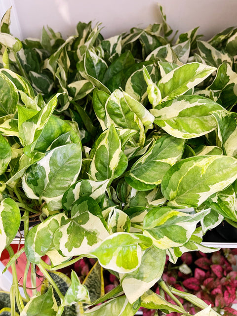 Pothos Pearls and Jade