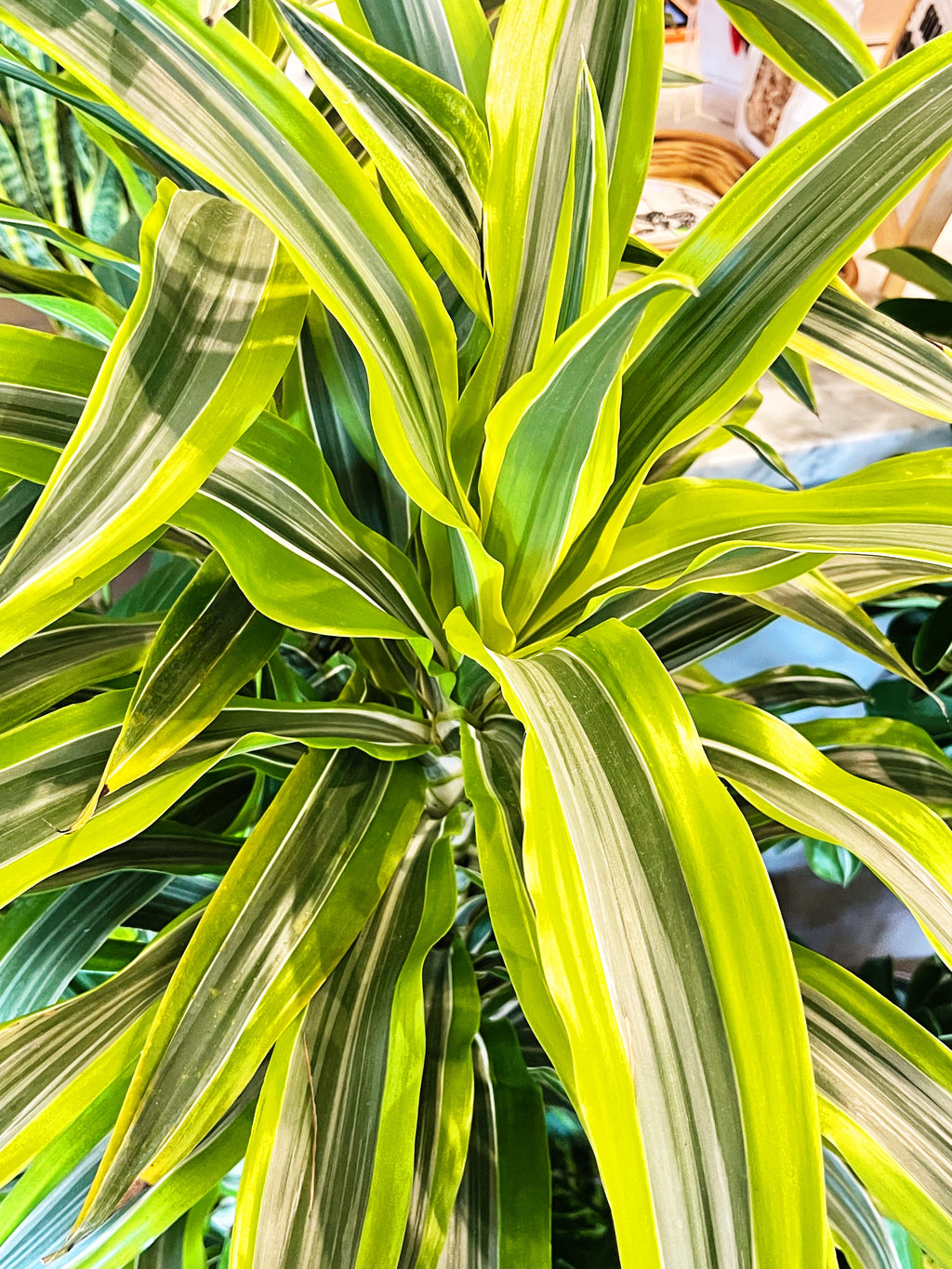 bloomscape dracaena gold star Dracaena Gold Star Cane – Jungle & Loom