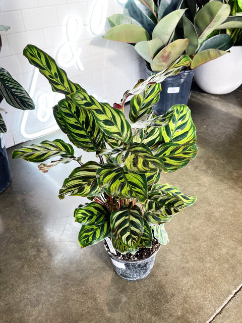 Calathea Makoyana