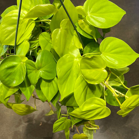 Philodendron Lemon Lime