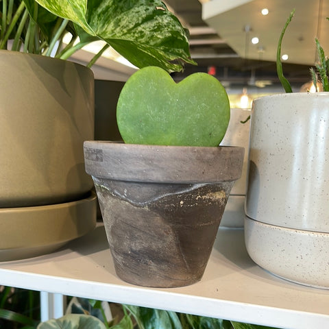 Hoya Kerrii