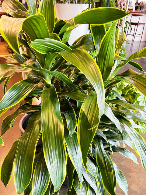 Dracaena Art Cane