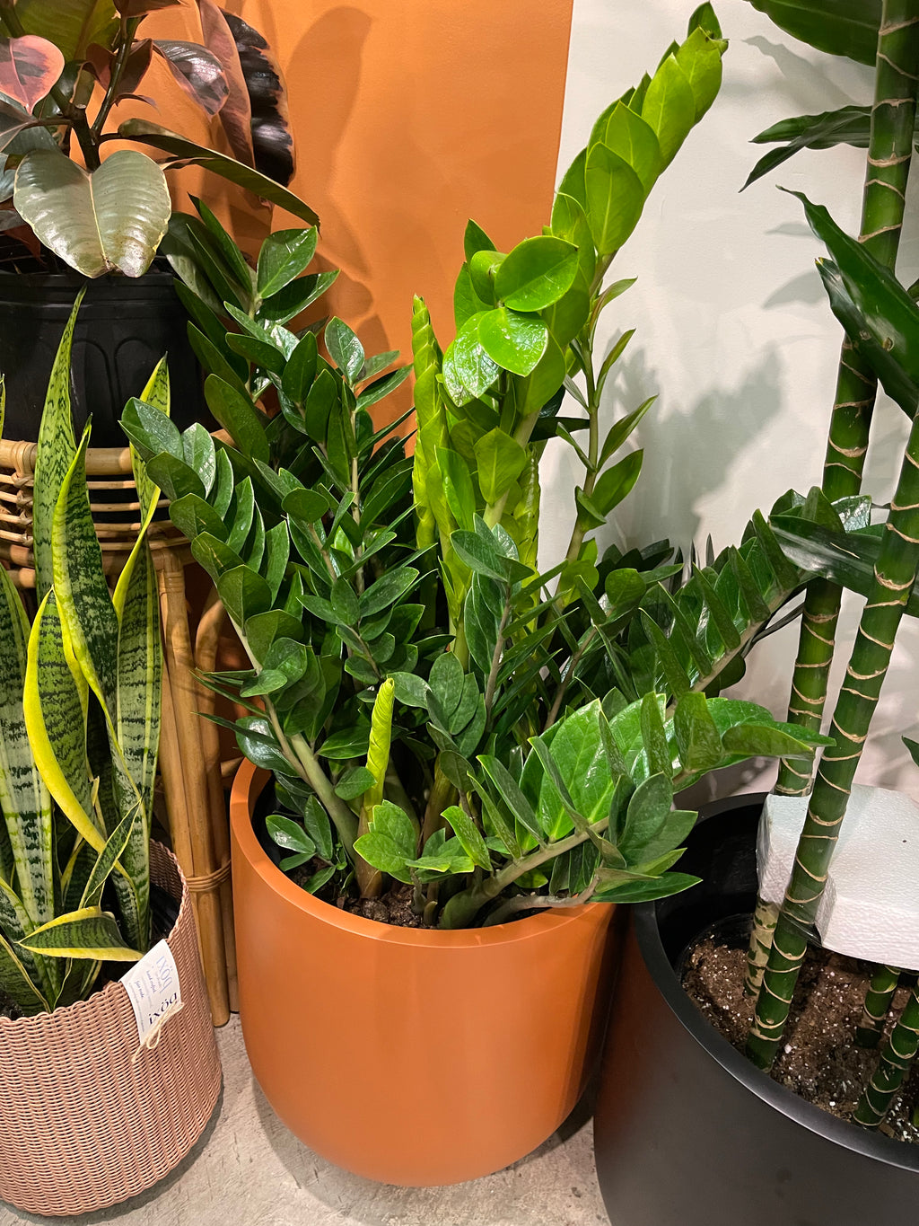 houseplant 411 zz plant ZZ Plant – Jungle & Loom