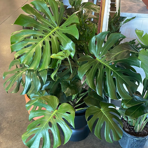 Monstera Deliciosa