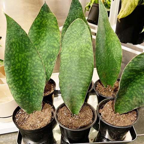 Sansevaria Victoria