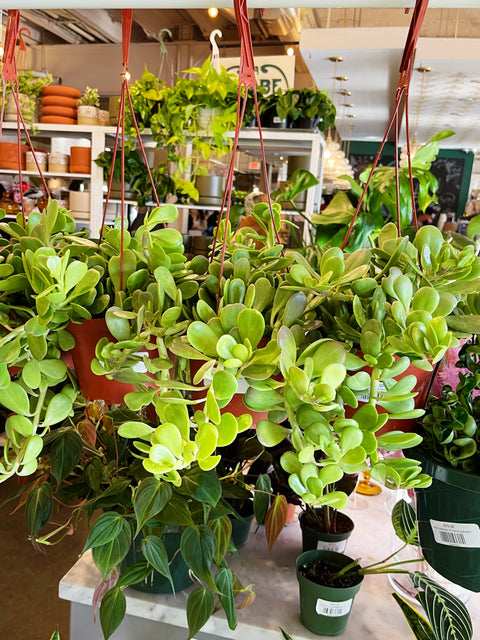 Trailing Crassula Jade Hanging Baskets