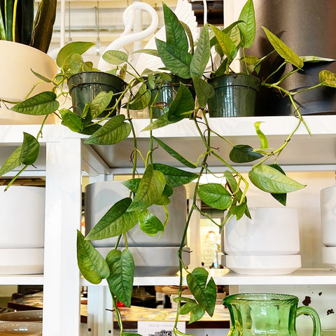 Pothos Cebu Blue