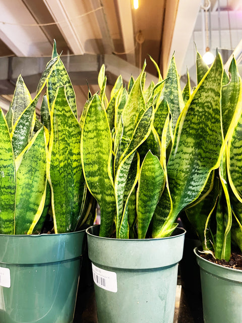 Sanseveria Superba Futura