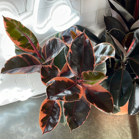 Ficus Elastica Ruby