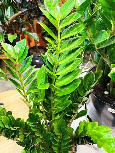 ZZ Plant