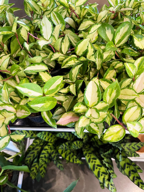 Hoya Exotica Tri Color