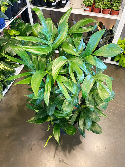 Rhaphidophora Decursiva "Dragon Tail" Trellis