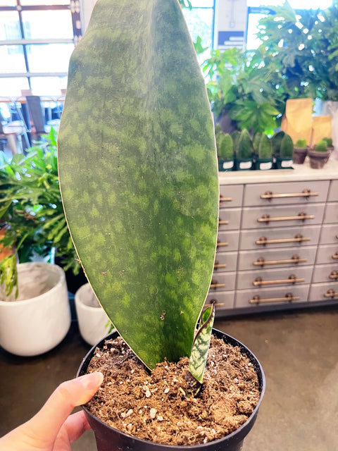 Sansevaria Victoria