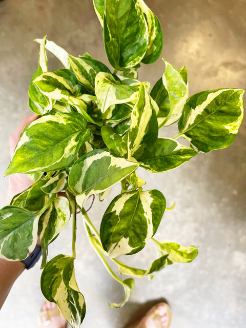 Pothos Pearls and Jade