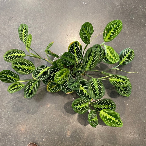 Maranta Lemon Lime
