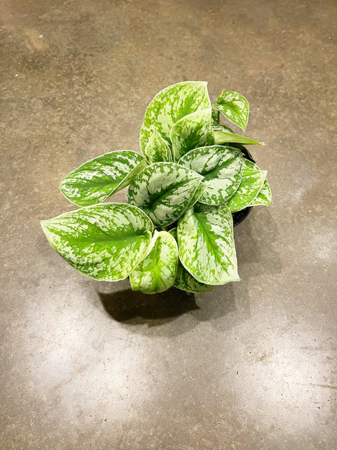 Scindapsus Exotica