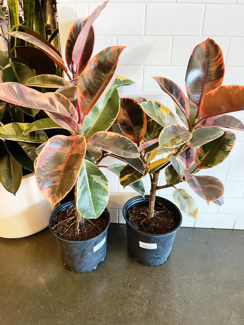 Ficus Elastica Ruby