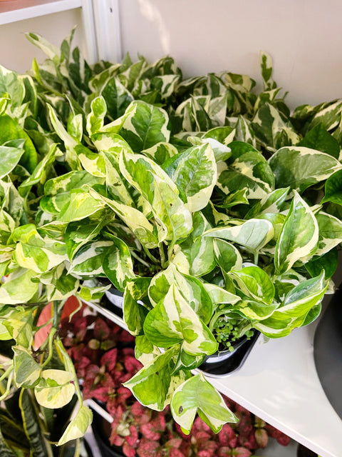 Pothos Pearls and Jade