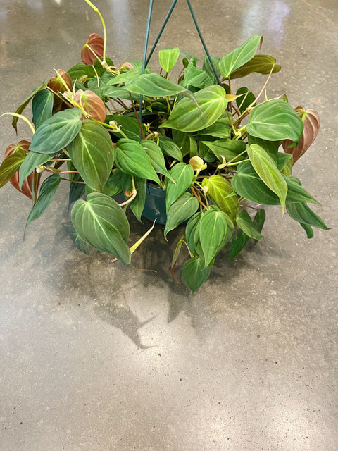 Philodendron Mican