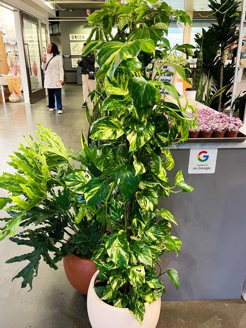 Pothos Golden