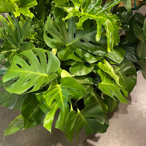 Monstera Deliciosa